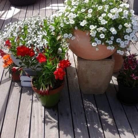 Indoor Dressing - MoGreens Gardening Services