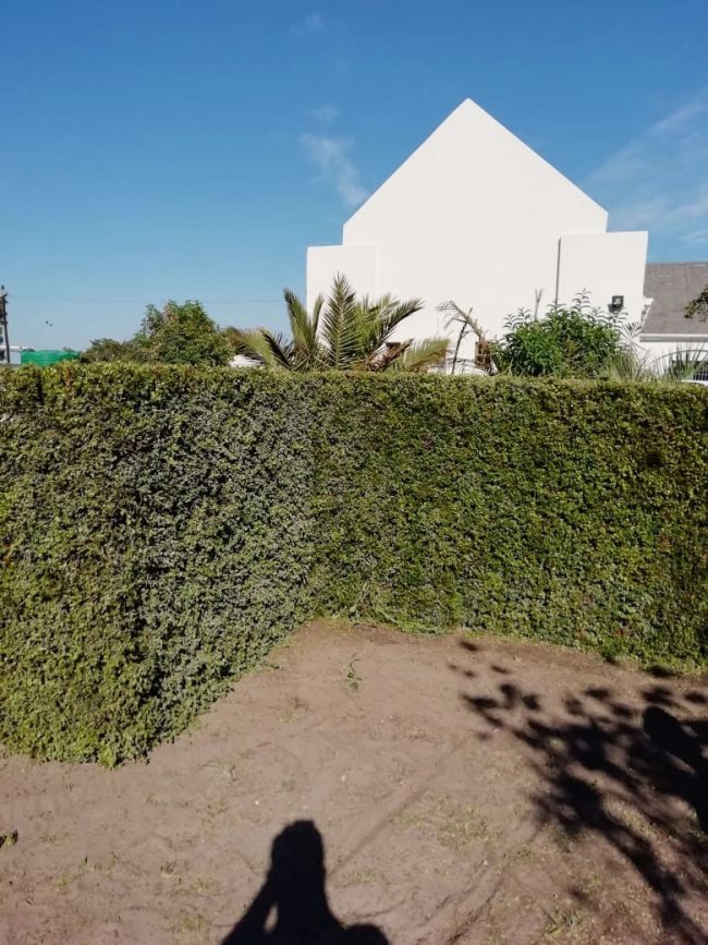 Instant Hedges Mo Greens Landscaping and Gardening Services