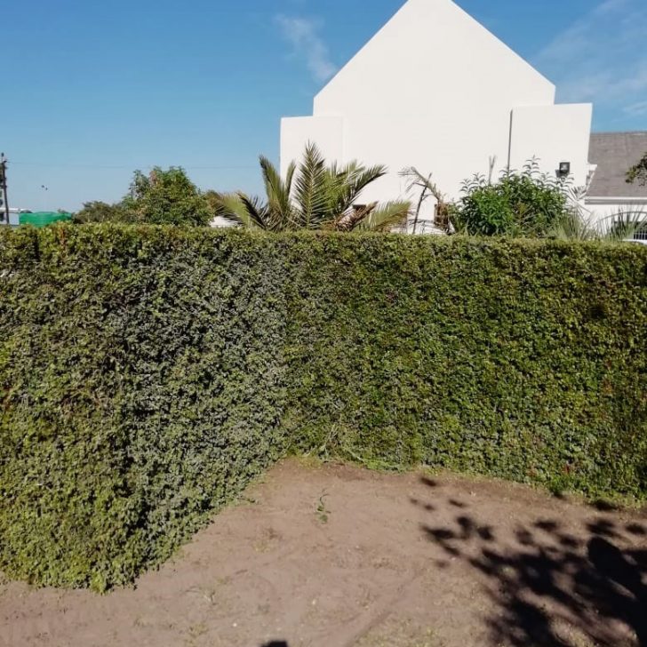 Instant Hedges Mo Greens Landscaping and Gardening Services