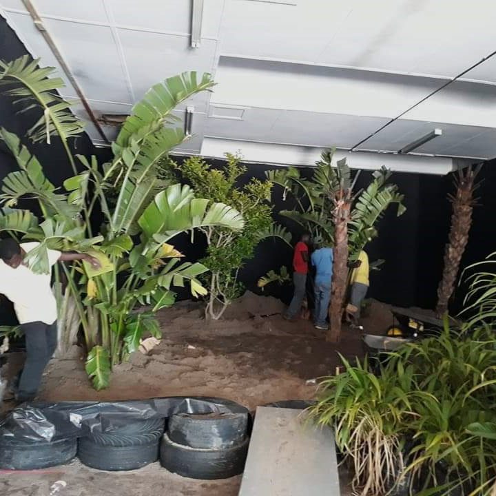 Tropical Jungle in the Studio - MoGreens Natural Set Dressing